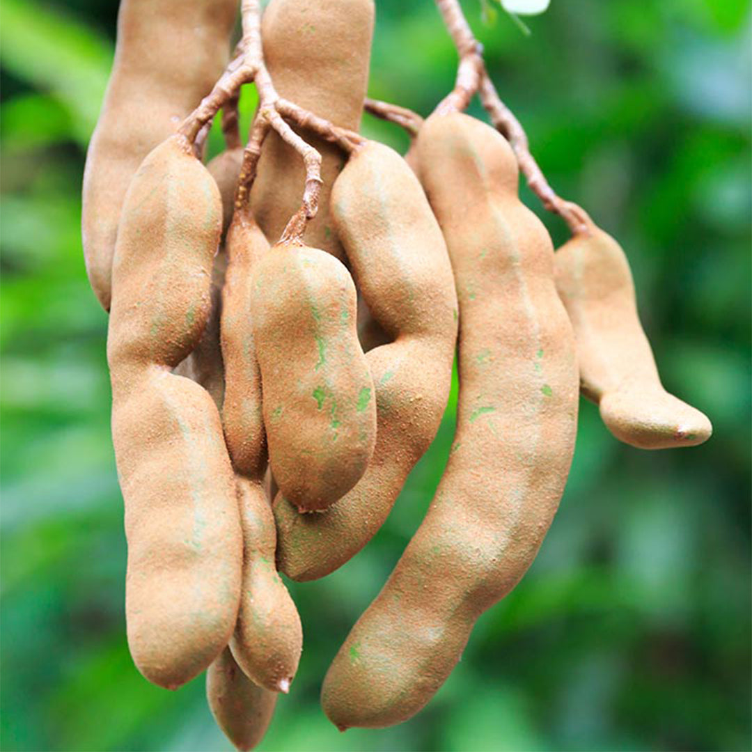 Sweet Tamarind