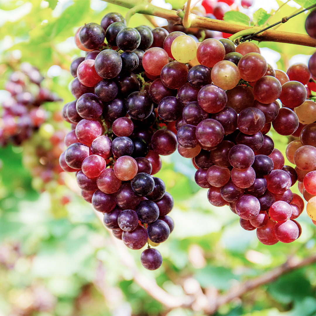 Red Grapes